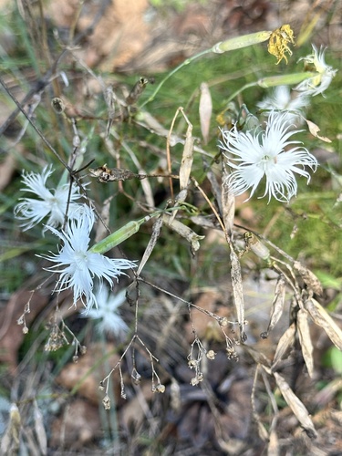 Dianthus arenarius, photograph 6