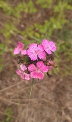 Dianthus balbisii, photograph (c) yellowplant, some rights reserved (CC BY)