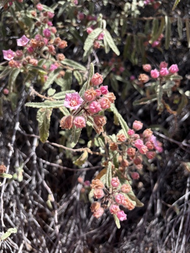 Commersonia magniflora magniflora