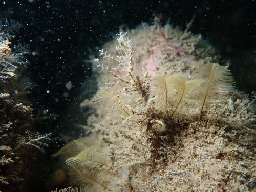 Gymnangium observed 2026-05-09