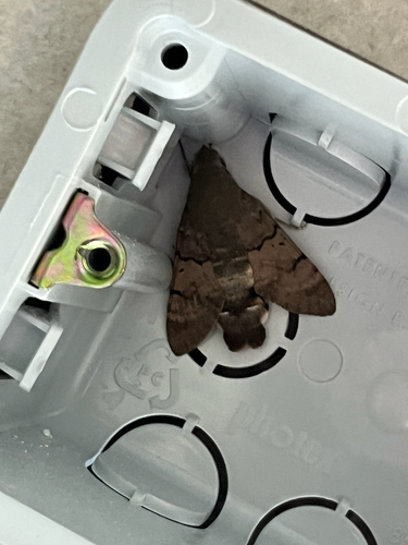 Eurasian Hummingbird Hawkmoth