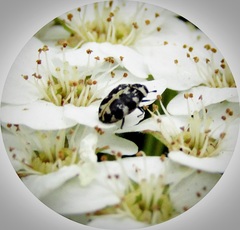 Anthrenus scrophulariae