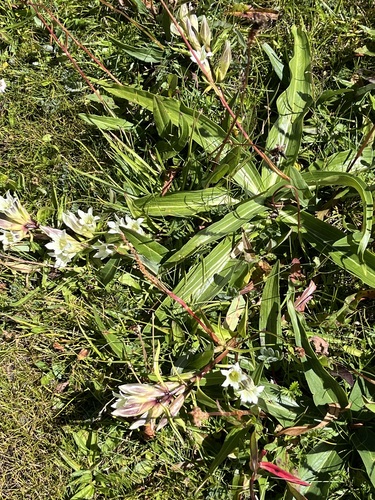 Arctic Gentian