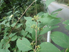 Callicarpa japonica, photograph (c) 村山史世　（Fumiyo MURAYAMA), some rights reserved (CC BY)