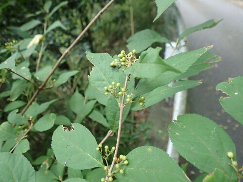 Callicarpa japonica