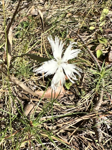 Dianthus arenarius, photograph 3