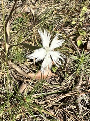 (c) Алёна Осипова, some rights reserved (CC BY) Dianthus arenarius, photograph (c) Алёна Осипова, some rights reserved (CC BY)