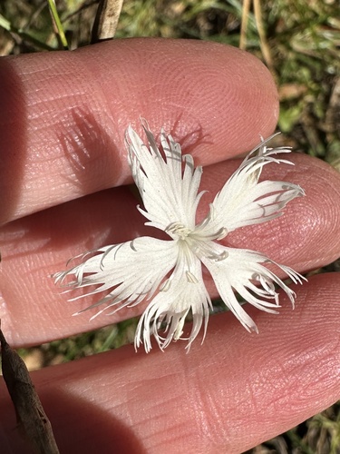 Dianthus arenarius, photograph 4