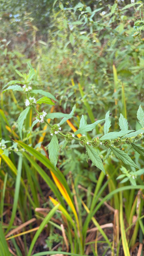 European water-horehound
