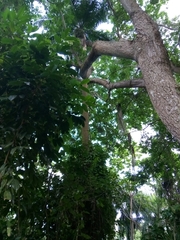 Roystonea borinquena