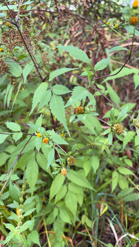 Devil's Beggarticks