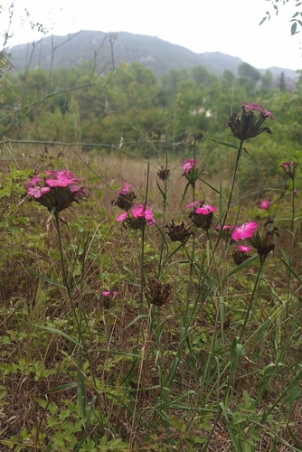 Dianthus balbisii