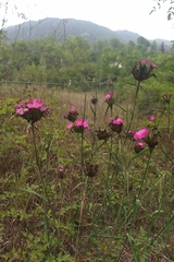 Dianthus balbisii