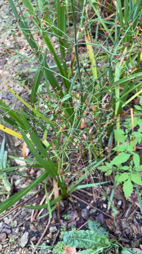 European Water-plantain