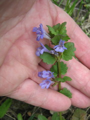 Glechoma hederacea