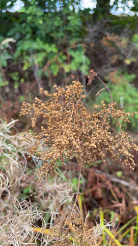 Meadowsweet