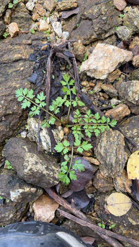 Fine-leaved Water-dropwort