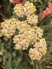 Achillea millefolium