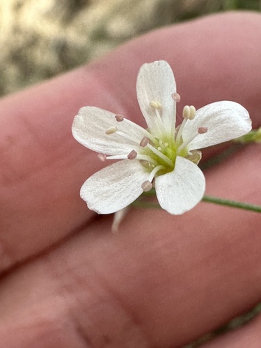 Eremogone saxatilis