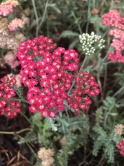 Achillea millefolium