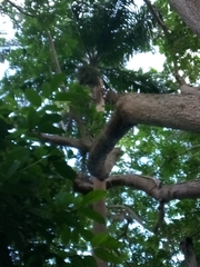 Roystonea borinquena