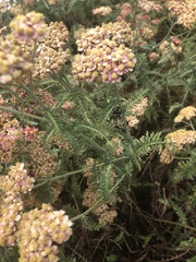Achillea millefolium