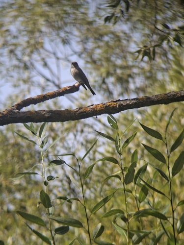 Spotted Flycatcher