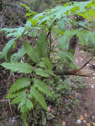 European mountain ash