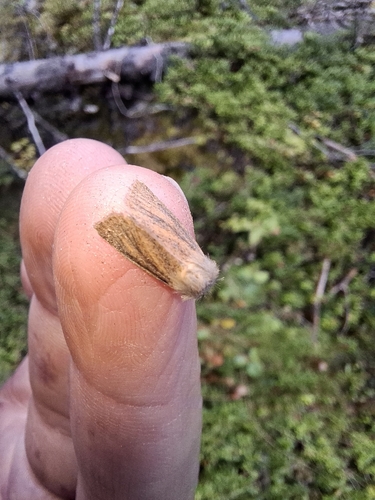 Small Wainscot