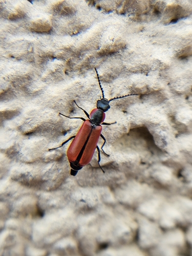 Red Malachite Beetle