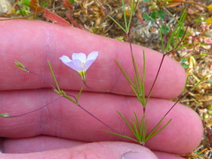 Leptosiphon liniflorus