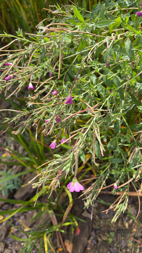 Great Willowherb
