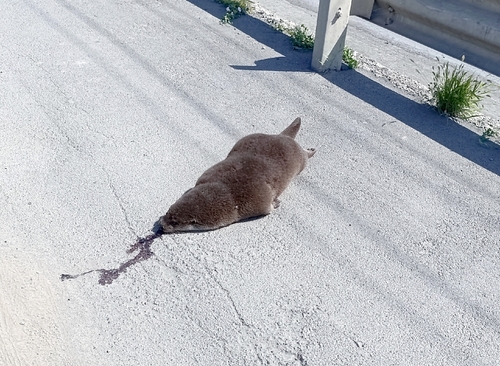 Eurasian Otter