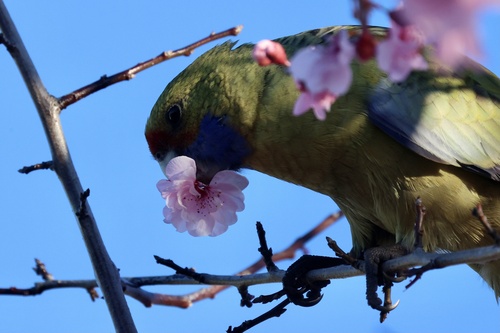 Crimson Rosella