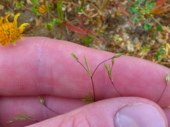 Leptosiphon liniflorus