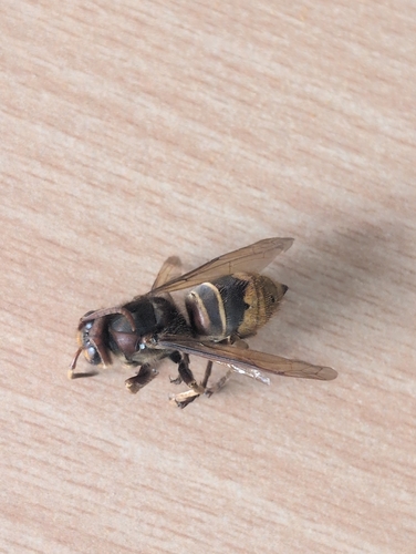 European Hornet