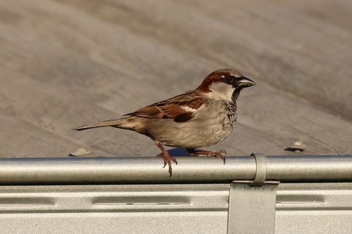 House Sparrow
