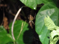 Argiope argentata