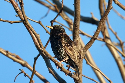 European Starling