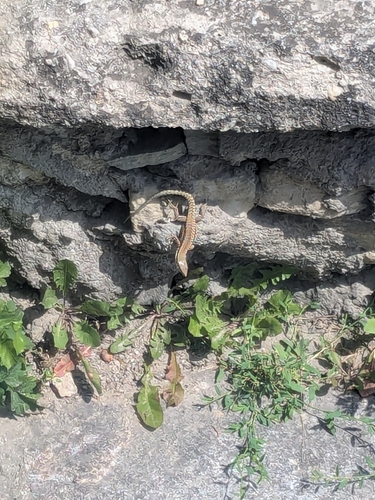 Common Wall Lizard