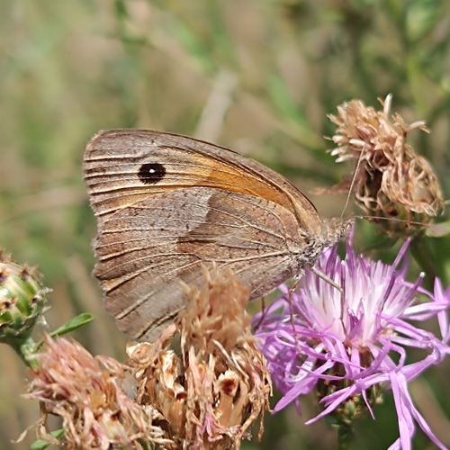 Meadow Brown