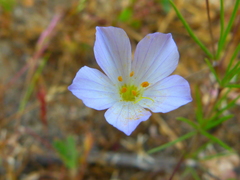 Leptosiphon liniflorus