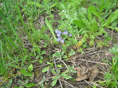 Glechoma hederacea