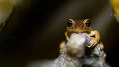 Pristimantis obmutescens