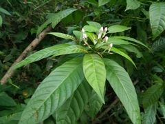 Palicourea domingensis