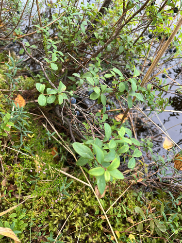 bog bilberry
