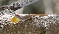 Anolis jubar oriens
