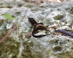 Anolis jubar oriens