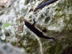 Anolis jubar oriens