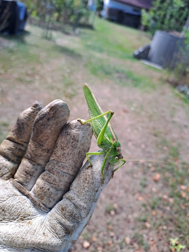 Great Green Bush-cricket